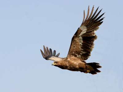 Steppe Eagle.3