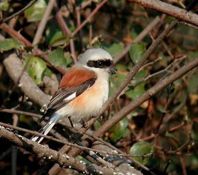 Bay-backed Shrike.