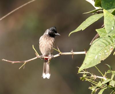 Red-vented Bulbul.