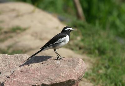 White-browed Wagtail.