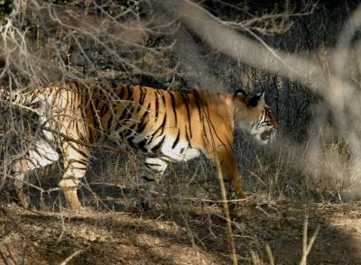 Tiger Ranthambhore India februar 2004.