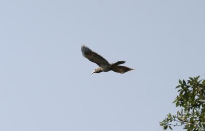 Indian Grey Hornbill.
