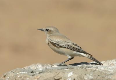 Desert Wheatear.