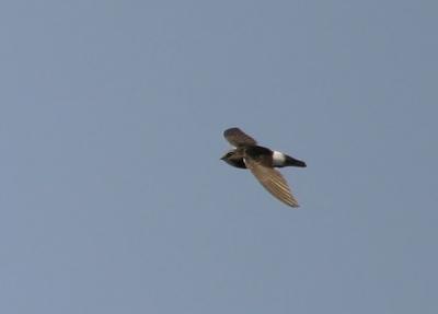 u41/okbird/medium/27015234.Img_2619.jpgkomp4.jpg