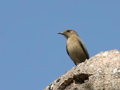 Brown Rock-chat.
