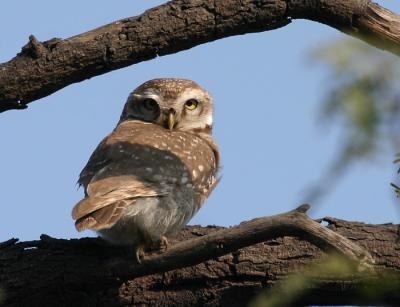Spotted Owlet.