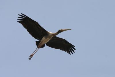 Painted Stork.