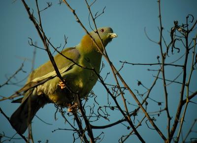 Yellow-footed Green Pigeon.