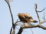 Steppe Eagle.2