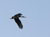 Black Stork.