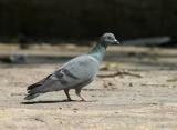 Rock Pigeon.