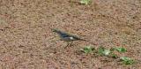 Citrine Wagtail.