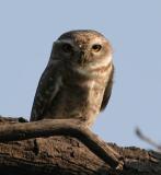 Spotted Owlet.