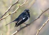 Oriental Magpie Robin.