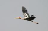 Painted Stork.