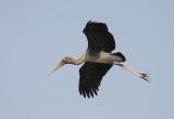 Painted Stork.