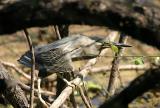 Little Heron.