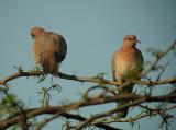 Laughing Dove.