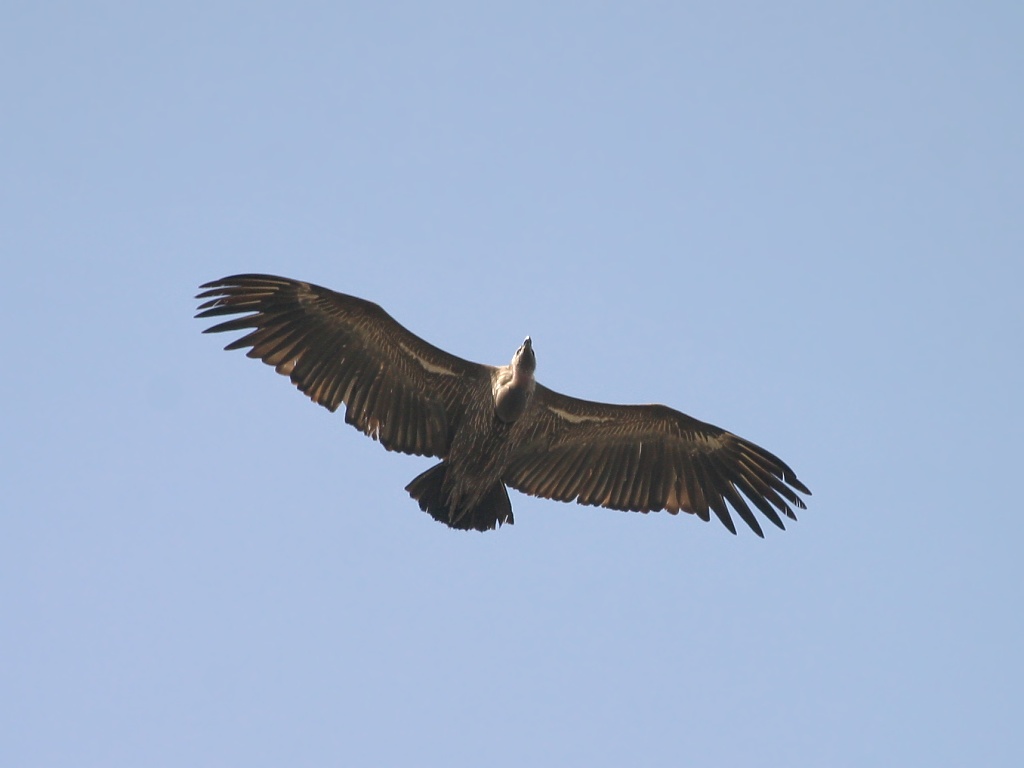 Long-billed Vulture.