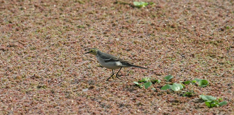 Citrine Wagtail.