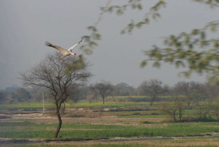 Sarus Crane.