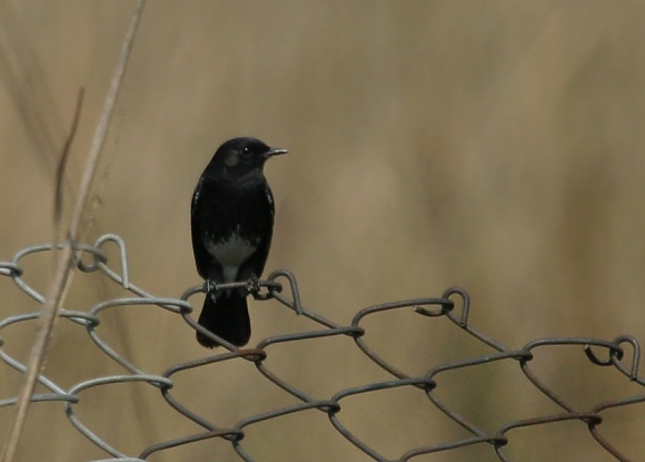 Pied Bushchat.