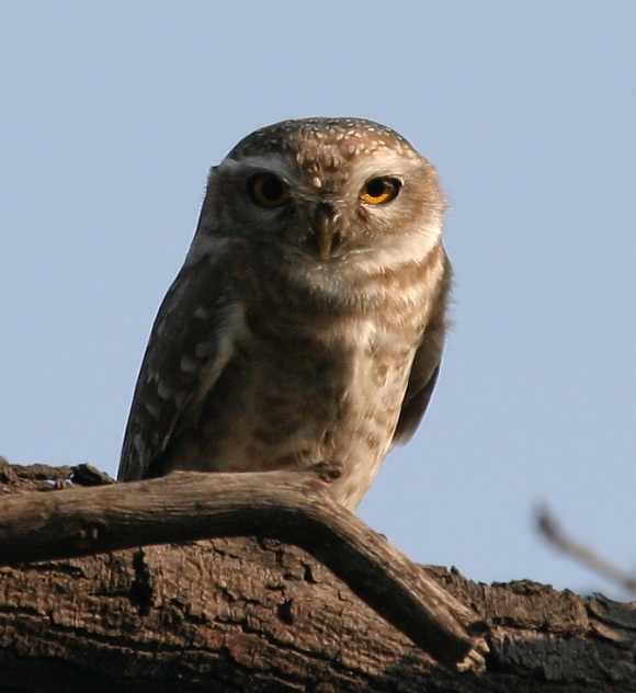 Spotted Owlet.