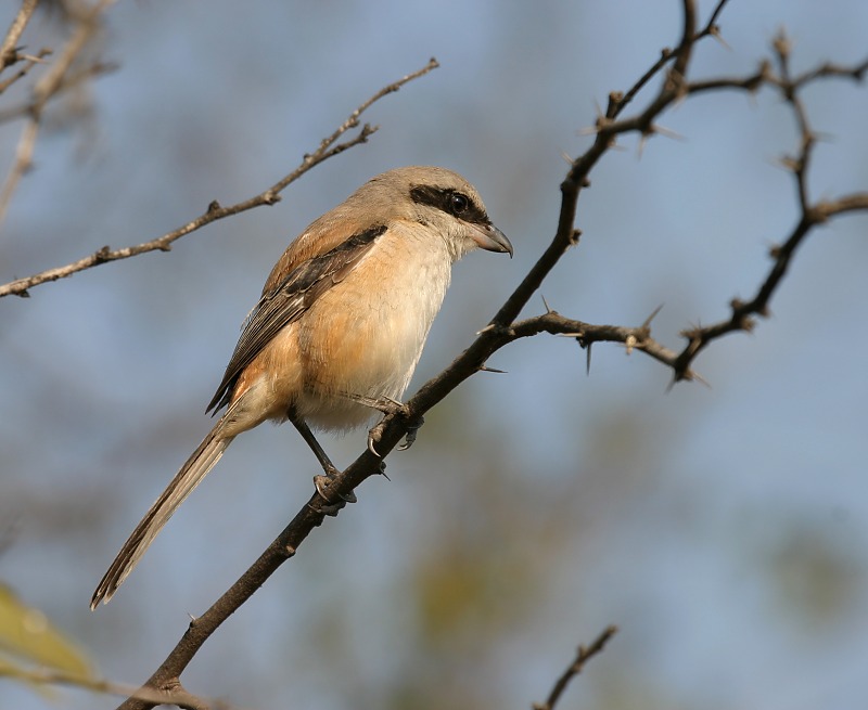 Long-tailed Shrike.