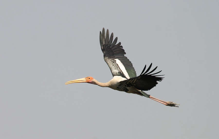 Painted Stork.
