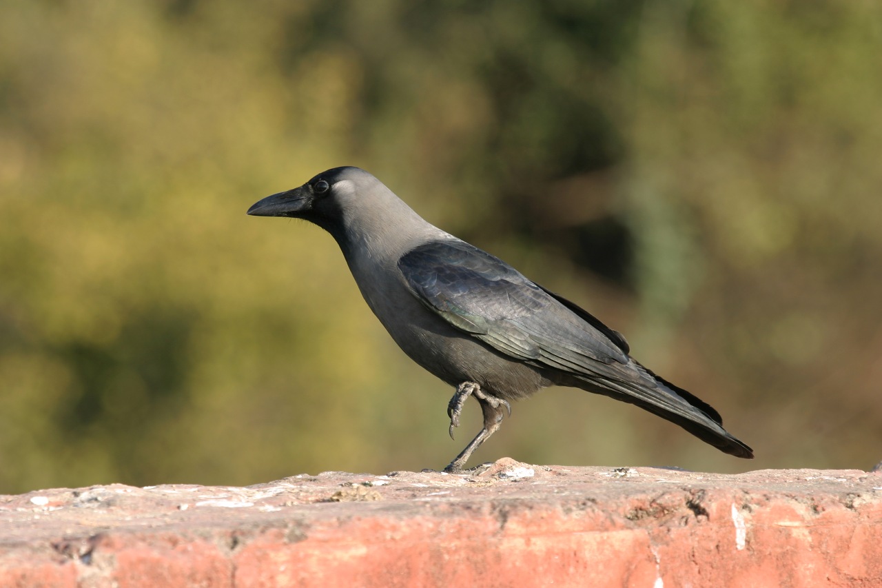 House Crow.