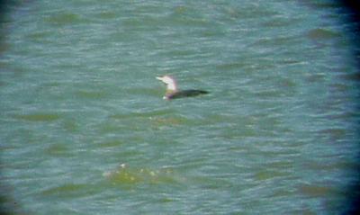 Yellow-billed Loon - 2-28-04
