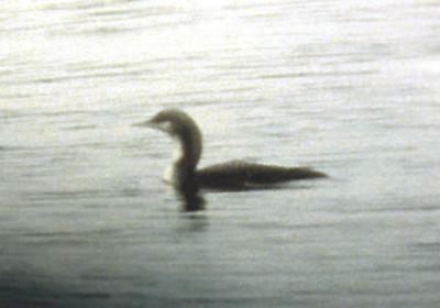 Pacific Loon - Rocky Point -3-7-04