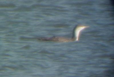 Red-throated Loon - immature- Rocky Point -3-7-04.