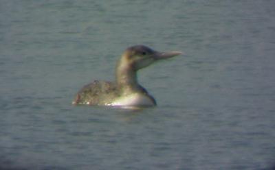 Yellow-billed Loon - immature  3-6-04