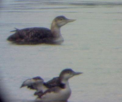 YB LOON - wing molt on Common Loon