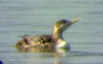 Four Species of Loons - Pace Point - Tennessee