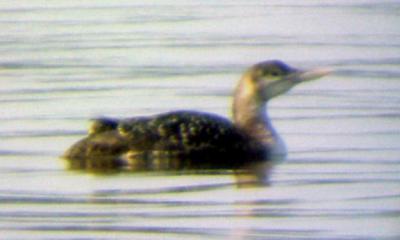 YB LOON - immature - side view