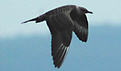 Kentucky Long-tailed Jaeger