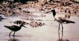 Lesser - Greater Yellowlegs.jpg