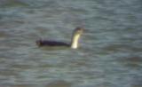 Red-throated Loon - 3-7-04 Pace