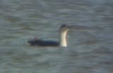 Red-throated Loon - 3-7-04 - Pace Point -  adult