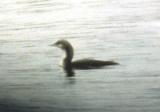 Pacific Loon - Rocky Point -3-7-04