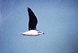 Little Gull - AL. in flight 12-28-03