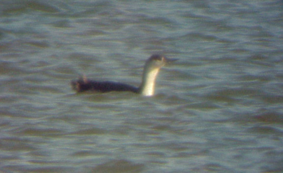 Red-throated Loon - 3-7-04 Pace