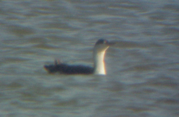 Red-throated Loon - 3-7-04 - Pace Point -  adult