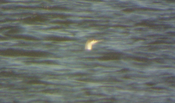 Red-throated Loon - 3-6-04
