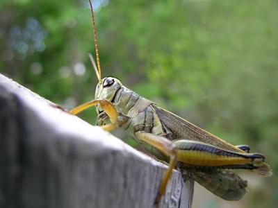 hopper2.jpg