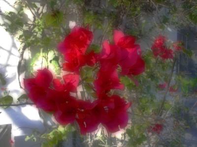 bougainvillea