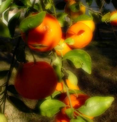 tangerine sunshine