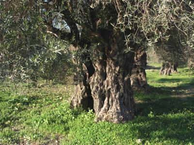 Very old olive tree